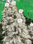 Луксозна Коледна 3D заснежена елха със заснежени клони и шишарки, в различни размери, снимка 1