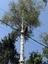 Рязане на опасни дървета в половин България  / Арборист / Arborist, снимка 11