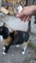 коте, снимка 4