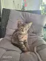 Подаряват се две котенца, снимка 3