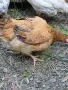 Домашни кокошки, снимка 3