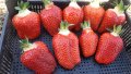продавам расад ягоди и малини, снимка 9
