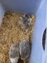 Африкански мини таралежчета , снимка 4