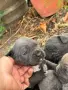 Продавам Кане Корсо , снимка 5