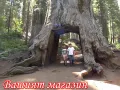 15 нови семена гигантска секвоя мамутово дърво sequoiadendron giganteum за декорация на двора  , снимка 4
