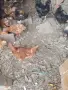 кокошки ломан браун , снимка 2