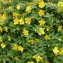 Хиперикум, студоустойчив, снимка 1 - Градински цветя и растения - 39364593