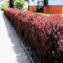 Берберис Ред Рокет, снимка 1 - Градински цветя и растения - 42551192
