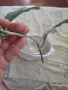 Продавам хоя кери сплаш , снимка 4