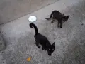 Две бездомни котета , снимка 1