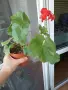 Комплект Мушката, снимка 6