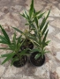 Олеандър - Зокум  Налични 5 вида , снимка 9