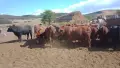 Телета за продан.. ТОП, снимка 9
