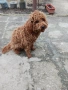 Пудел мини, снимка 2