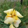 Перуника,ирис - различни цветове високи ароматни, снимка 5