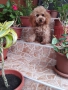 Мини Пудел Той Пудел , снимка 5