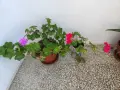 Мушката, сакъзчета и каланхое, снимка 2