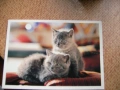 Три картички с котки, снимка 2