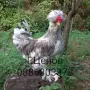 Чифтове струмски бантам, снимка 6