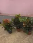Фикус Кротон стайно растение, снимка 6
