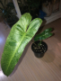 Philodendron Paraiso Verde , снимка 1 - Стайни растения - 44517001