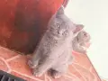 британски котки, снимка 4