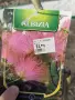 Дръвче Албиция albizia, снимка 1