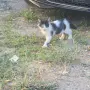 Котета на два месеца и майката на една годинка, снимка 10