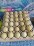 Оплодени яйца от породите катунски и ексел