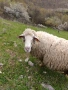Овца, снимка 1