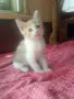 Търся дом на котенцата от снимките - 3 женски, снимка 5