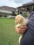 Лабладор Ретривър.., снимка 2