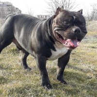 Американско Були Покет за РАЗПЛОД - АБКЦ / American Bully Pocket Open for Stud - ABKC, снимка 6 - Други - 35341335