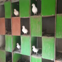 Продавам бели пощенски гълъби , снимка 3 - Гълъби - 42615045