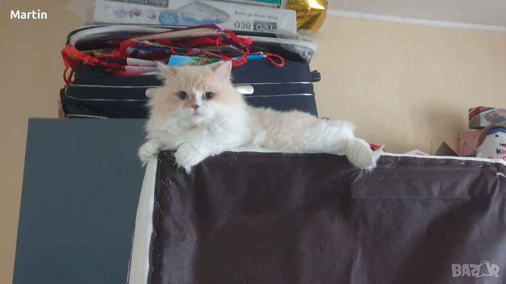 Уникален красив мъжки котарак Регдол (Ragdoll)  на 1 г. търси запознанство !, снимка 1