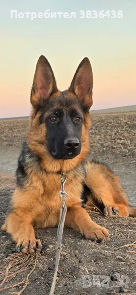 Чистокръвни немски овчарки, снимка 1