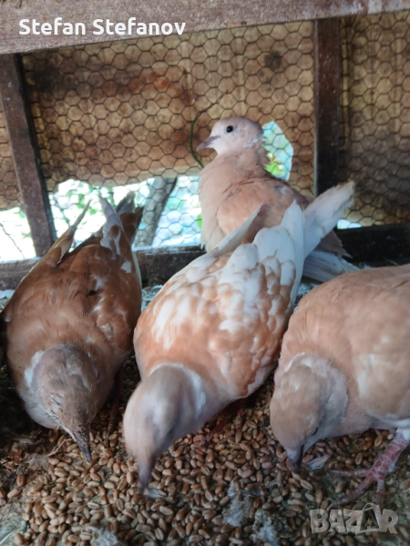 Продавам гургулици скумрийки ( скумурутки ), снимка 1