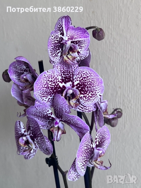 Орхидея, снимка 1