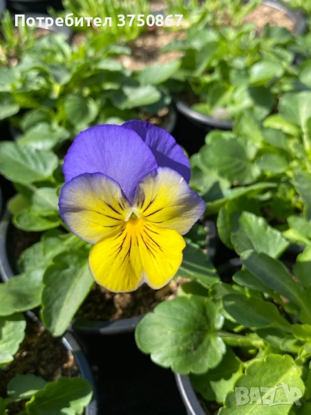 🩷🌿💛 КАСКАДНИ ТЕМЕНУЖКИ , снимка 1