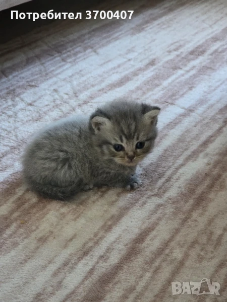 Чистокръвни 3 британски клепоухи 1 шотландска клепоуха, снимка 1