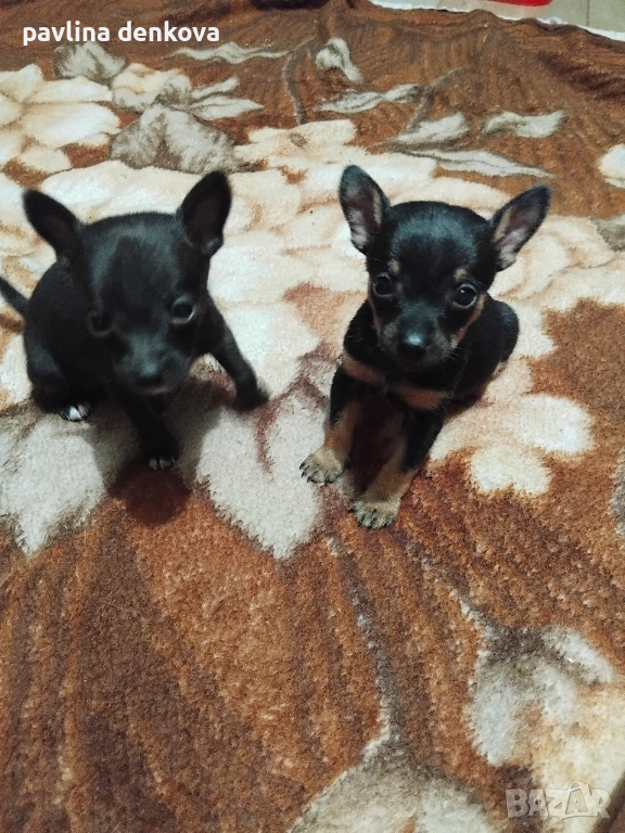 Чистокръвни,мини пинчери, снимка 1