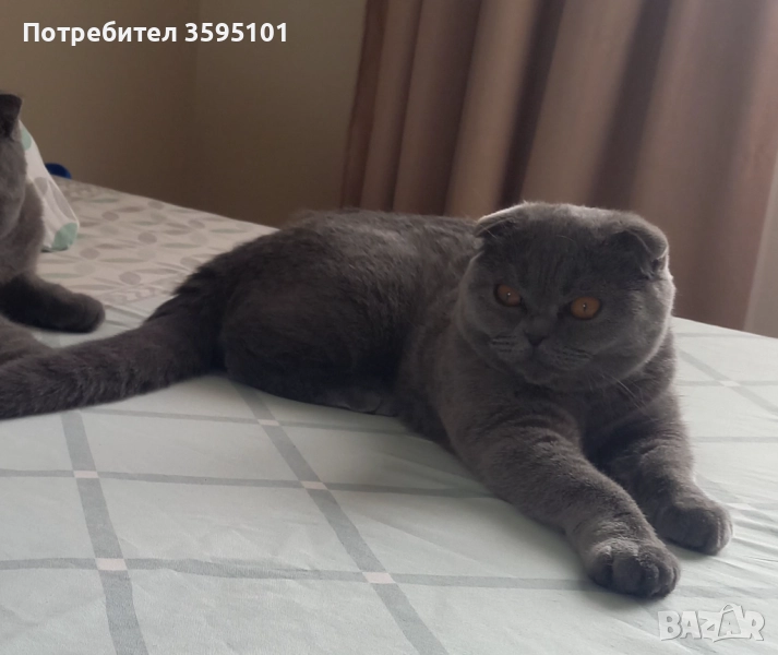 Шотландско клепоухо момиченце , снимка 1