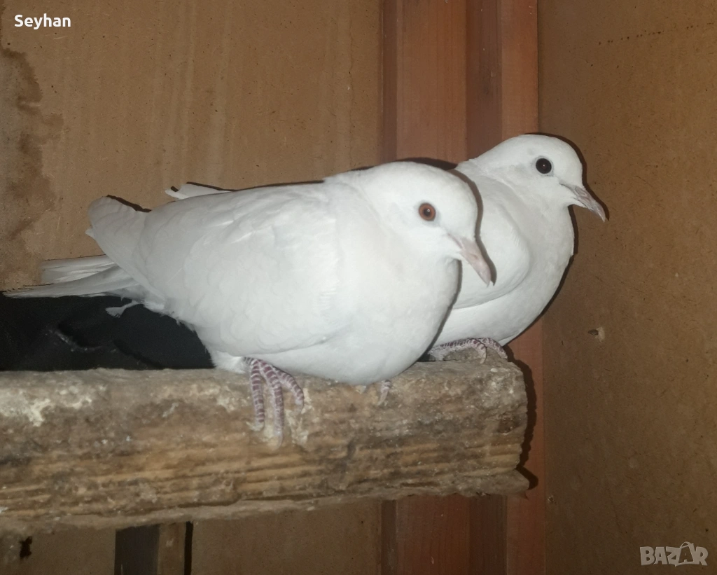 Скумрудки , снимка 1