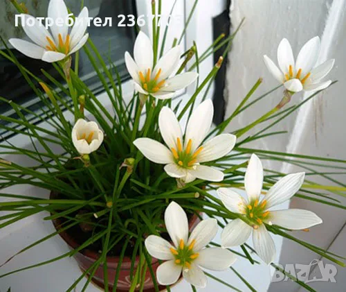 Продавам луковици на бял зефирантес, снимка 1