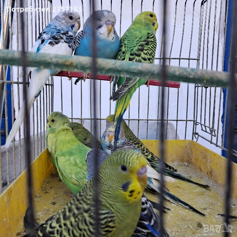 продавам вълнисти млади 2025, снимка 1