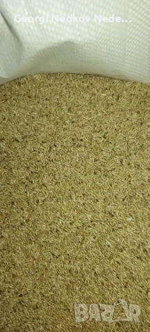 Продавам канарено семе 