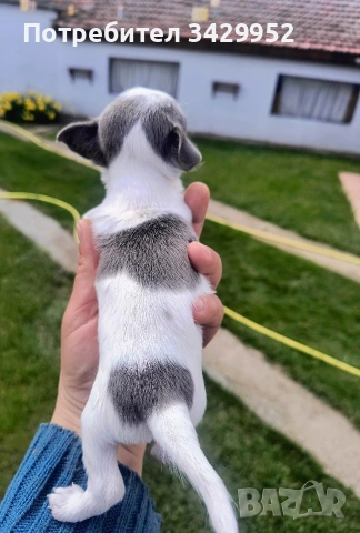 момиченце чихуахуа , снимка 7 - Чихуахуа - 54006487