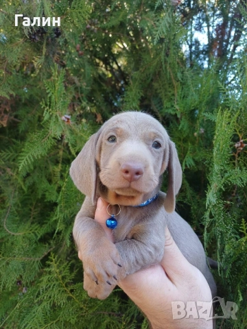 Мини дакелчета, снимка 4 - Дакели - 52385170