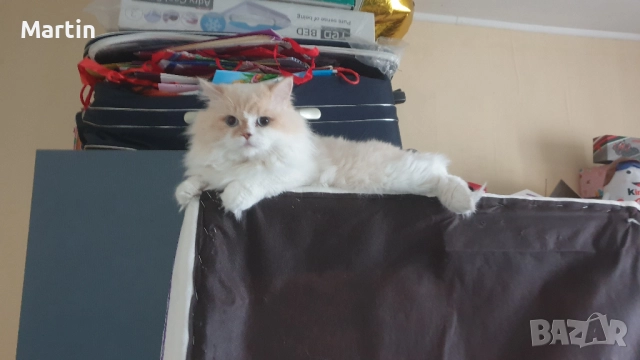 Уникален красив мъжки котарак Регдол (Ragdoll)  на 1 г. търси запознанство !, снимка 3 - Търси партньор - 52816466