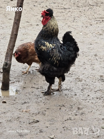 Петли, снимка 16 - Кокошки и пуйки - 52912712